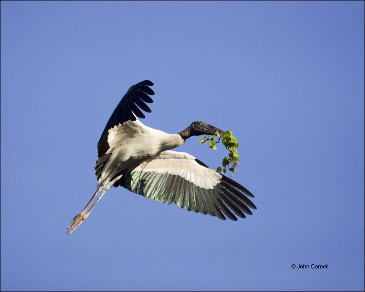 Florida;Wood Stork;Stork;Flight;Mycteria americana;Flying bird;action;aloft;behavior;flight;fly;flying;soar;wing;winged;wings;one animal;Color Image;Photography;Birds;Animals in the Wild;Action;Active;in flight;motion;movement;soaring;One;avifauna;bird;birds;feather;feathered;outdoors;outside;untamed;wild;color;color photograph;daytime;close up;color image;photography;animals in the wild;feathers;wilderness;perch;perching;watching;watchful;Nest;Nesting;Close up